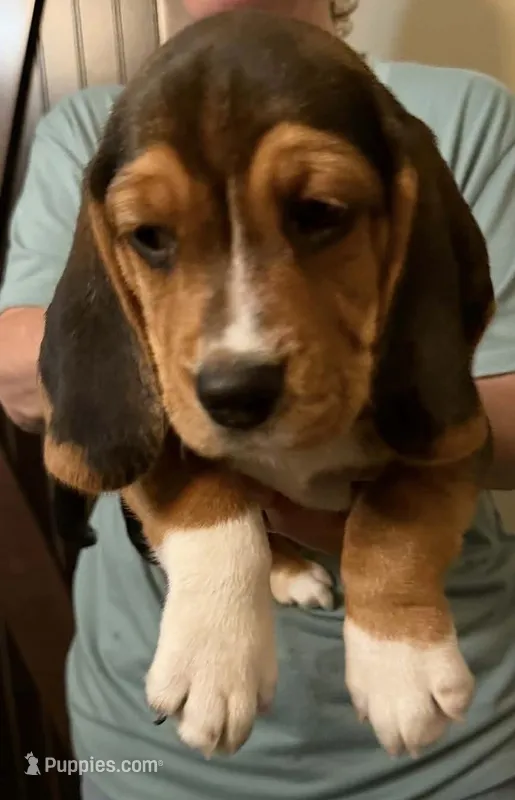 Elvis – Beagle puppy for sale in Paisley, FL