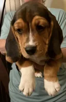 Elvis, a male Beagle for sale in Paisley, FL – Photo 1 of 3