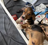 Elvis, a male Beagle for sale in Paisley, FL – Photo 3 of 3