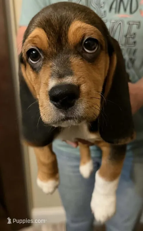 Bruno – Beagle puppy for sale in Paisley, FL