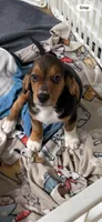 Bruno, a male Beagle for sale in Paisley, FL – Photo 4 of 4