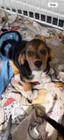 Bruno, a male Beagle for sale in Paisley, FL – Photo 2 of 4