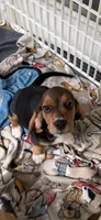 Bruno, a male Beagle for sale in Paisley, FL – Photo 3 of 4