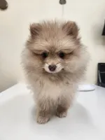 Baby Bear, a female Pomeranian for sale in Belton, TX – Photo 5 of 5