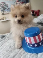 Baby Bear, a female Pomeranian for sale in Belton, TX – Photo 1 of 5
