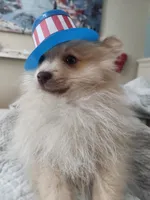 Baby Bear, a female Pomeranian for sale in Belton, TX – Photo 2 of 5