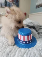 Baby Bear, a female Pomeranian for sale in Belton, TX – Photo 3 of 5