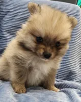 Truffles, a male Pomeranian for sale in Belton, TX – Photo 1 of 3