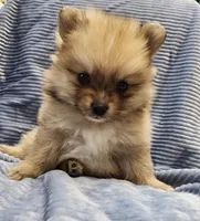 Truffles, a male Pomeranian for sale in Belton, TX – Photo 3 of 3