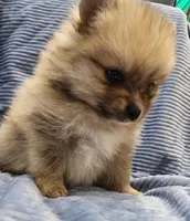 Truffles, a male Pomeranian for sale in Belton, TX – Photo 2 of 3