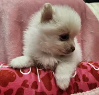 Snookie, a female Pomeranian for sale in Belton, TX – 2 of 5