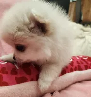 Snookie, a female Pomeranian for sale in Belton, TX – 3 of 5