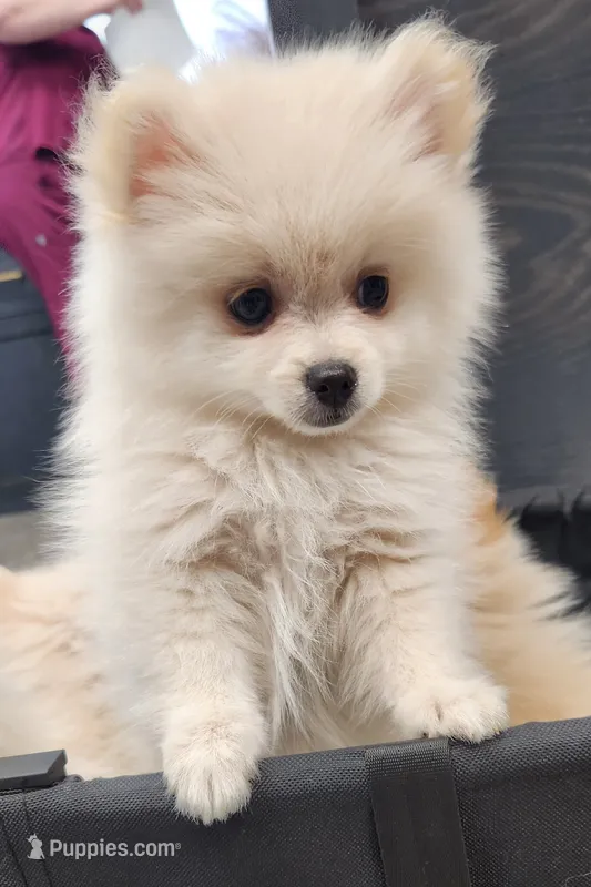 Snookie – Pomeranian puppy for sale in Belton, TX