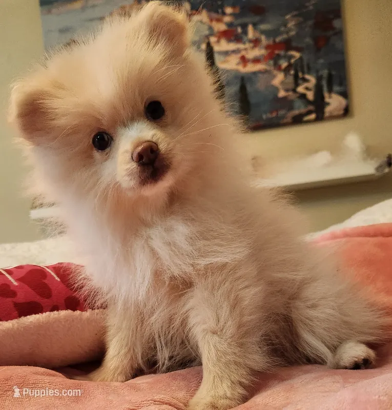Snuggle – Pomeranian puppy for sale in Belton, TX