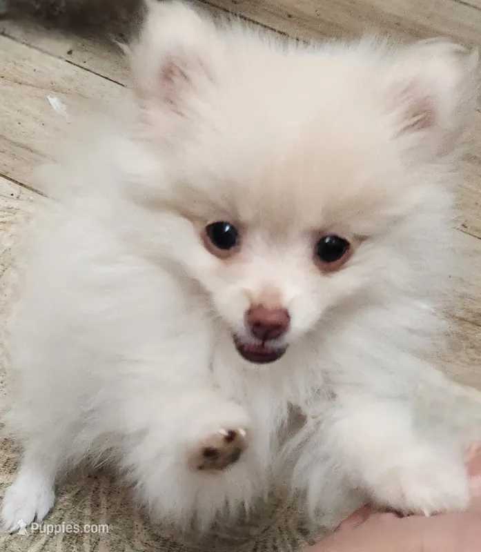 Snookie  – Pomeranian puppy for sale in Belton, TX