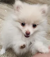Snookie , a female Pomeranian for sale in Belton, TX – 1 of 3