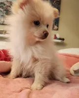 Snuggle, a female Pomeranian for sale in Belton, TX – 4 of 4