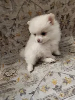 Muffin, a female Pomeranian for sale in Belton, TX – 4 of 4