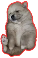 TINY Cookie, a female Pomeranian for sale in Belton, TX – Photo 7 of 7