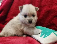 TINY Cookie, a female Pomeranian for sale in Belton, TX – Photo 4 of 7