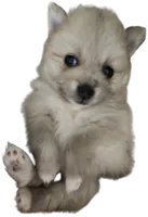 TINY Cookie, a female Pomeranian for sale in Belton, TX – Photo 3 of 7