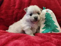 TINY Cookie, a female Pomeranian for sale in Belton, TX – Photo 5 of 7