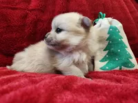 TINY Cookie, a female Pomeranian for sale in Belton, TX – Photo 2 of 7