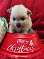 TINY Cookie, a female Pomeranian for sale in Belton, TX – Photo 6 of 7