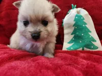TINY Cookie, a female Pomeranian for sale in Belton, TX – Photo 1 of 7