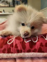 Snuggle, a female Pomeranian for sale in Belton, TX – 2 of 4