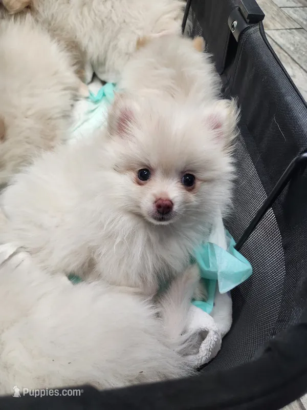 Muffin – Pomeranian puppy for sale in Belton, TX