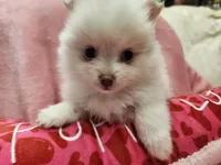 Snookie, a female Pomeranian for sale in Belton, TX – 5 of 5