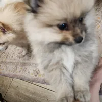 Angel, a female Pomeranian for sale in Belton, TX – Photo 6 of 7