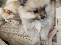 Angel, a female Pomeranian for sale in Belton, TX – Photo 6 of 7