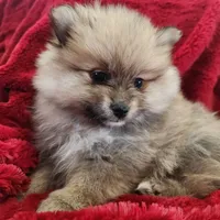 Angel, a female Pomeranian for sale in Belton, TX – Photo 2 of 7