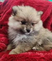 Angel, a female Pomeranian for sale in Belton, TX – Photo 2 of 7