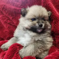 Angel, a female Pomeranian for sale in Belton, TX – Photo 5 of 7