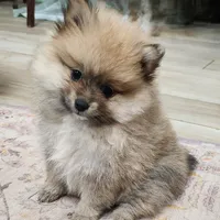 Angel, a female Pomeranian for sale in Belton, TX – Photo 1 of 7