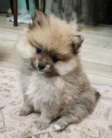 Angel, a female Pomeranian for sale in Belton, TX – Photo 1 of 7