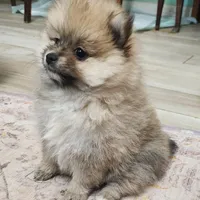 Angel, a female Pomeranian for sale in Belton, TX – Photo 7 of 7