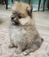 Angel, a female Pomeranian for sale in Belton, TX – Photo 7 of 7