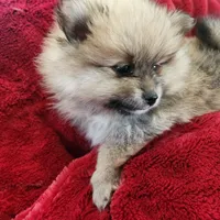 Angel, a female Pomeranian for sale in Belton, TX – Photo 4 of 7