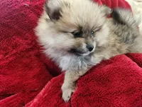 Angel, a female Pomeranian for sale in Belton, TX – Photo 4 of 7