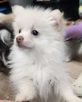 Snookie , a female Pomeranian for sale in Belton, TX – 2 of 3