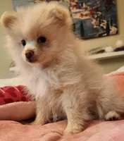 Snuggle, a female Pomeranian for sale in Belton, TX – 3 of 4