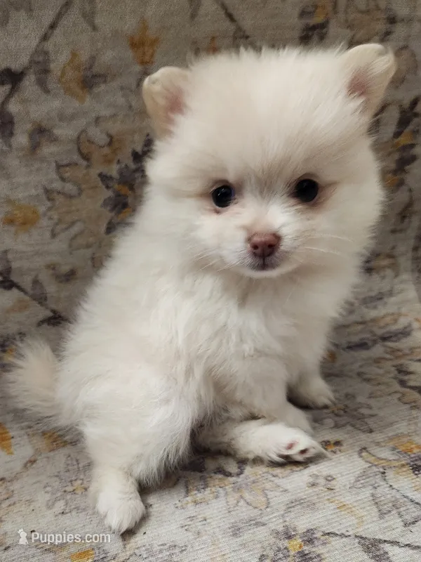 Muffin – Pomeranian puppy for sale in Belton, TX