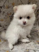 Muffin, a female Pomeranian for sale in Belton, TX – 1 of 4