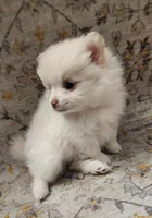 Muffin, a female Pomeranian for sale in Belton, TX – 2 of 4