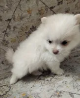 Muffin, a female Pomeranian for sale in Belton, TX – 3 of 4