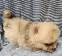 Teddy, a male Pomeranian for sale in Belton, TX – Photo 4 of 4